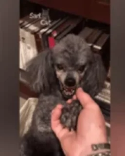 🐶