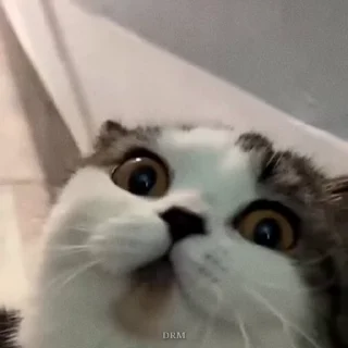 🐾