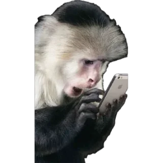 📲