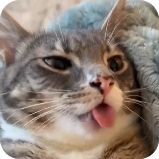 🐱