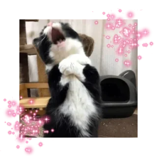 likecats