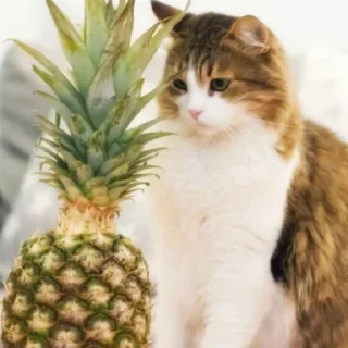 🍍