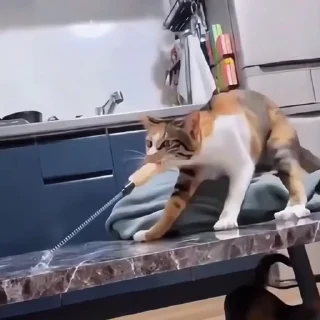 🐈