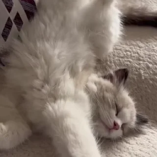 😴