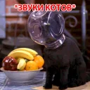 🐱