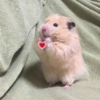 💗