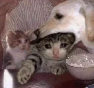 🥺
