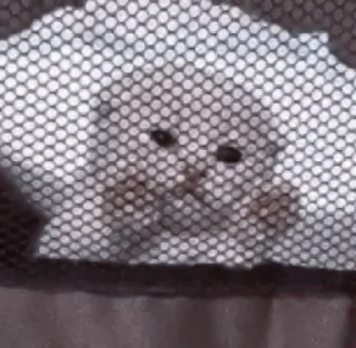 🥠
