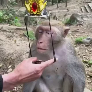 🤴