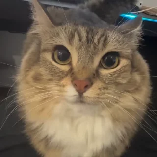 🌟