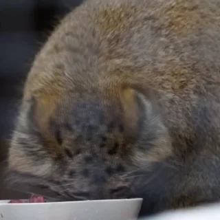 🥩