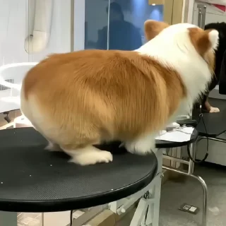 🐶