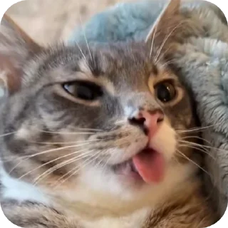 🐱
