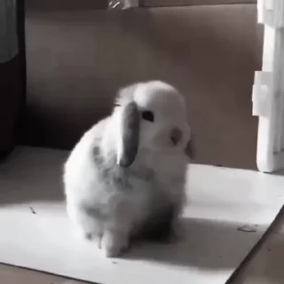 🐇
