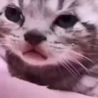 🐈‍⬛