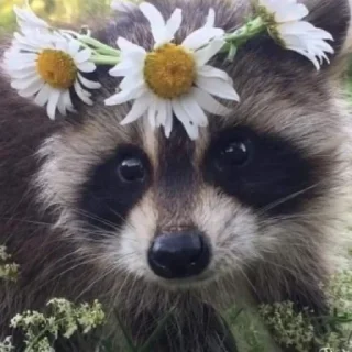 🌼