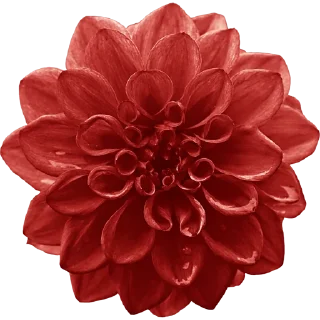 🌸