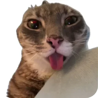 🐱