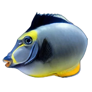 🐟