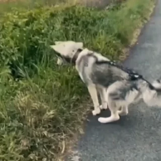 🐩