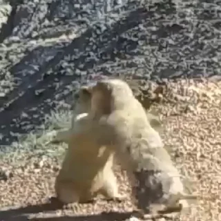 🤼‍♂️