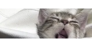🐱
