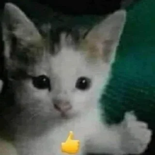 🐈