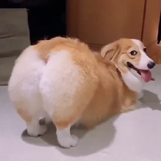 🐕