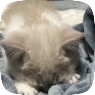 🥺