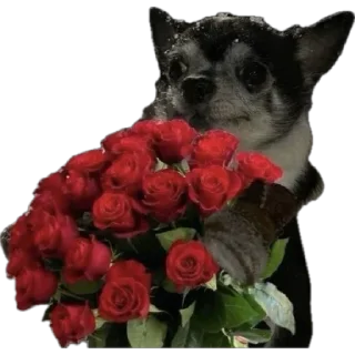 🌹