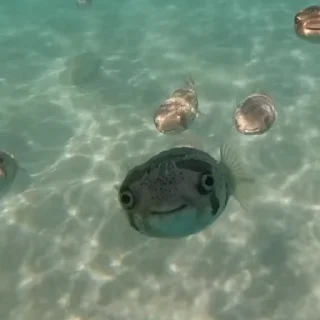 🐡
