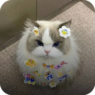 🐱