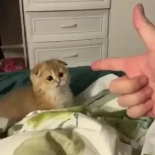 🐱