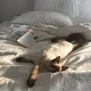 🐈
