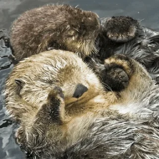😴