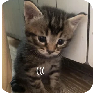 🐱