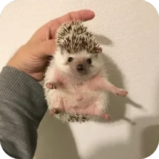 🦔