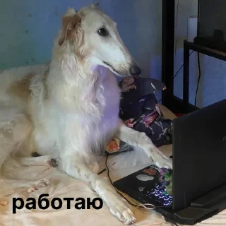 👩‍💻