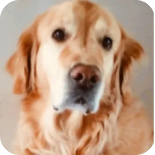 🐶