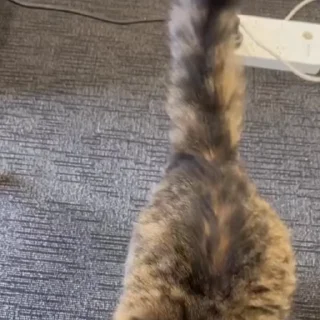 🌟