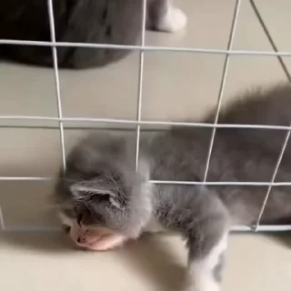 🤩