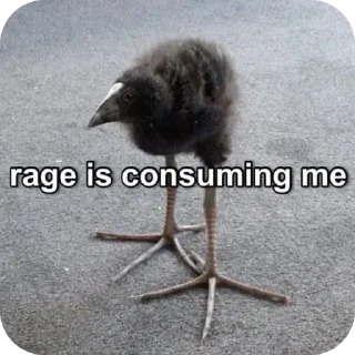 🐦