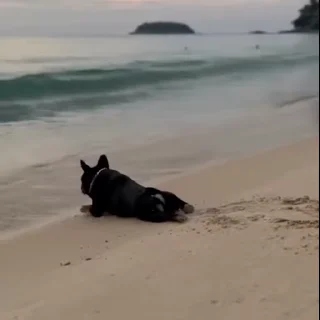 @petssales_bot 🐱🐶🦜