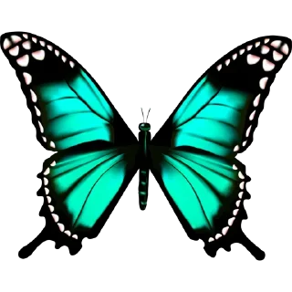 🦋