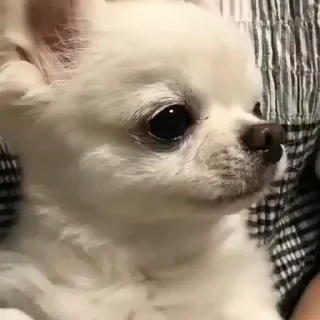 🥺