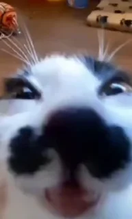 🥺