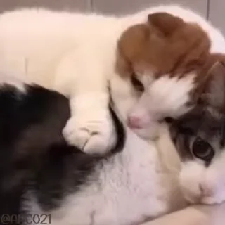 😻
