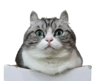 😺