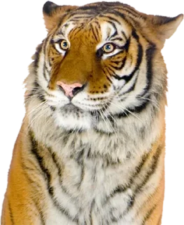 Tiger @stickersb2b