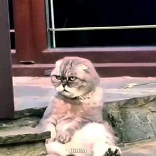 🐾